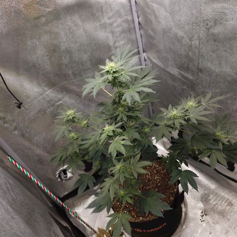 Lushington  growlog timeline photo