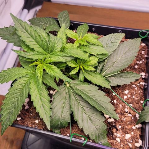 Blueberry Zkittles Auto #1 growlog timeline photo