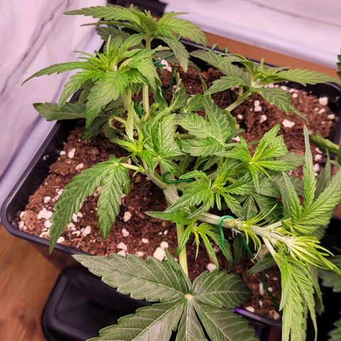 Blueberry Zkittles Auto #1 growlog timeline photo