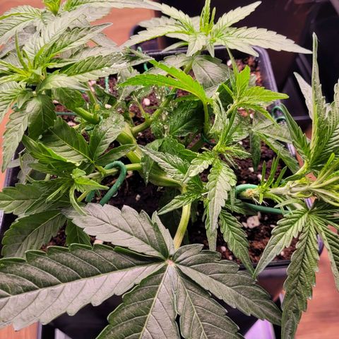 Blueberry Zkittles Auto #1 growlog timeline photo