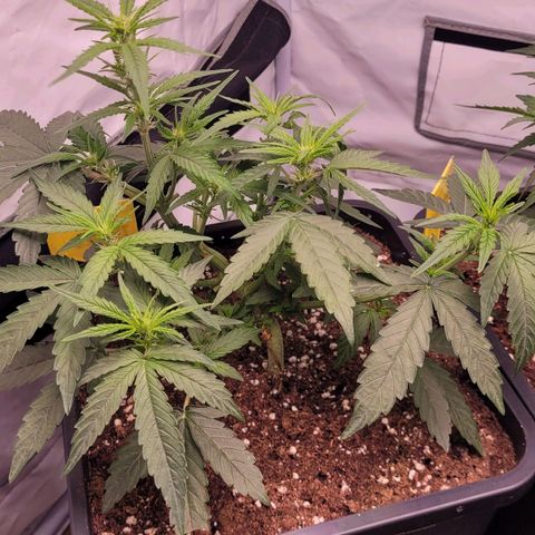 Blueberry Zkittles Auto #1 growlog timeline photo