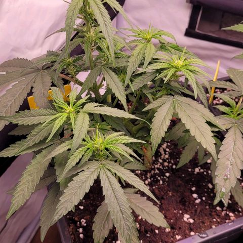 Blueberry Zkittles Auto #1 growlog timeline photo