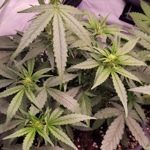 Blueberry Zkittles Auto #1 growlog timeline photo