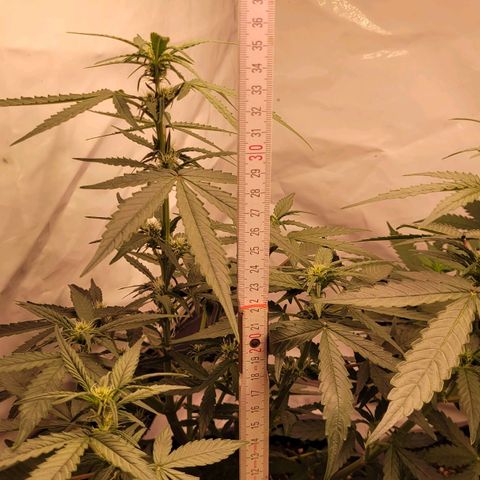 Blueberry Zkittles Auto #1 growlog timeline photo
