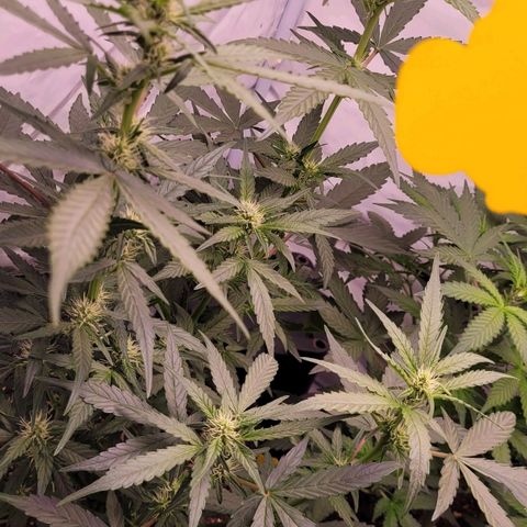 Blueberry Zkittles Auto #1 growlog timeline photo
