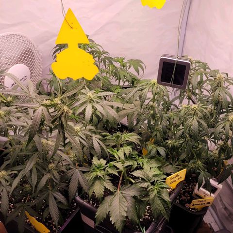 Blueberry Zkittles Auto #1 growlog timeline photo