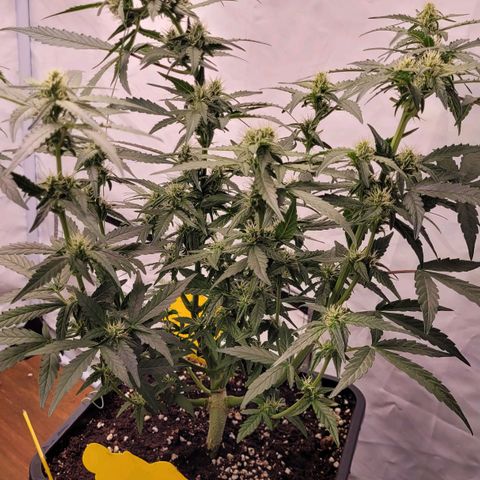 Blueberry Zkittles Auto #1 growlog timeline photo