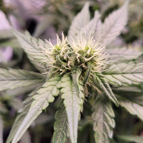 Blueberry Zkittles Auto #1 growlog timeline photo