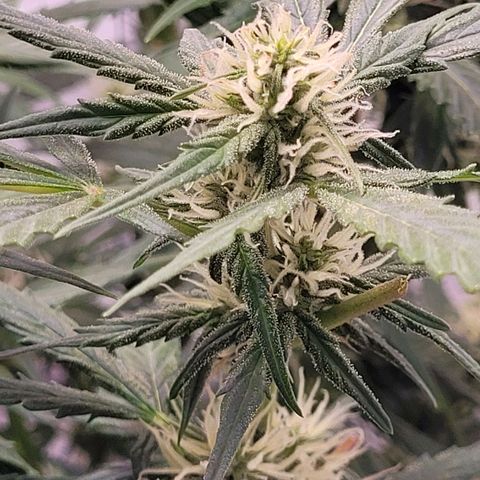 Blueberry Zkittles Auto #1 growlog timeline photo
