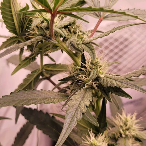 Blueberry Zkittles Auto #1 growlog timeline photo