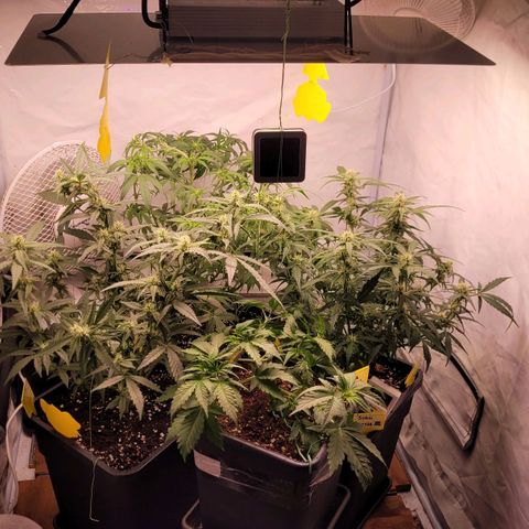 Blueberry Zkittles Auto #1 growlog timeline photo
