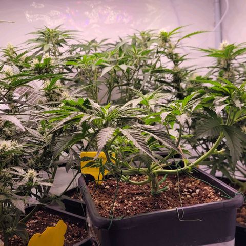 Blueberry Zkittles Auto #1 growlog timeline photo