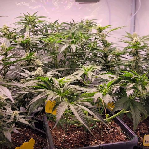Blueberry Zkittles Auto #1 growlog timeline photo