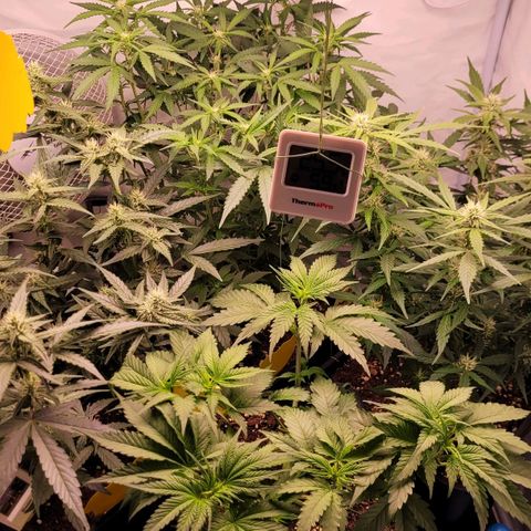 Blueberry Zkittles Auto #1 growlog timeline photo