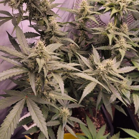 Blueberry Zkittles Auto #1 growlog timeline photo