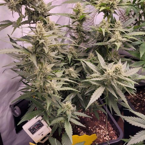 Blueberry Zkittles Auto #1 growlog timeline photo