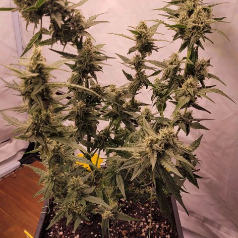 Blueberry Zkittles Auto #1 growlog timeline photo