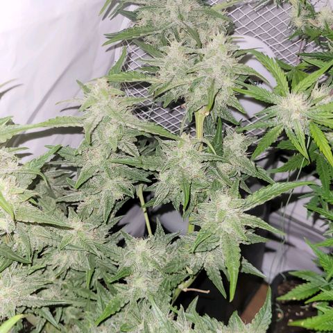 Blueberry Zkittles Auto #1 growlog timeline photo
