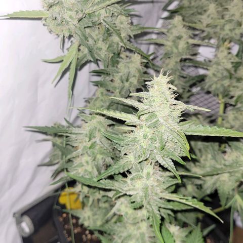 Blueberry Zkittles Auto #1 growlog timeline photo