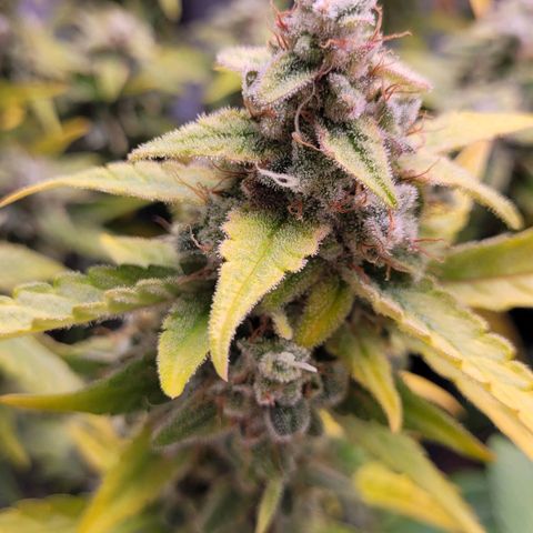 Blueberry Zkittles Auto #1 growlog timeline photo