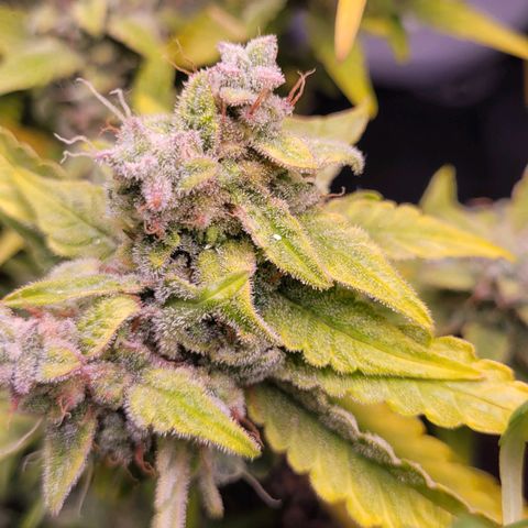Blueberry Zkittles Auto #1 growlog timeline photo