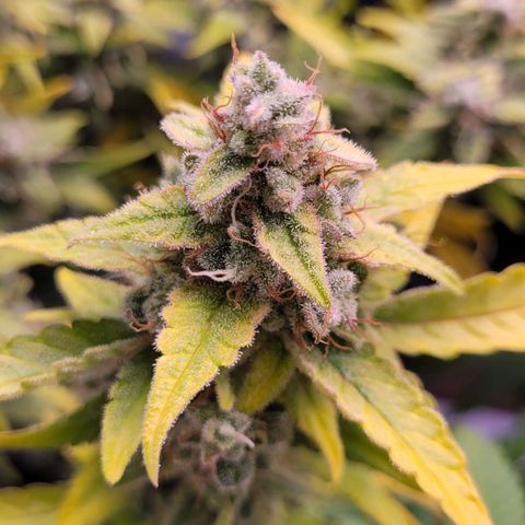 Blueberry Zkittles Auto #1 growlog timeline photo