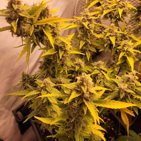 Blueberry Zkittles Auto #1 growlog timeline photo