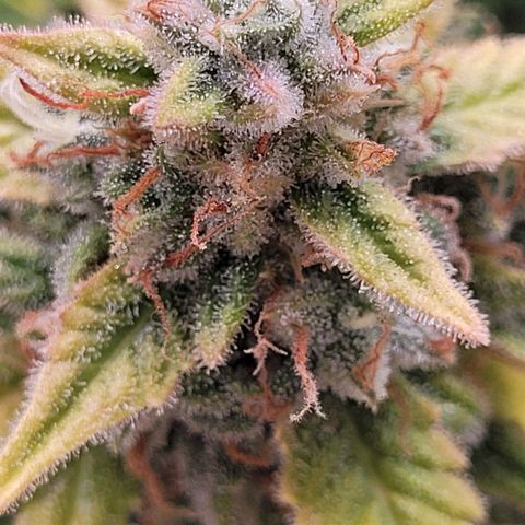 Blueberry Zkittles Auto #1 growlog timeline photo