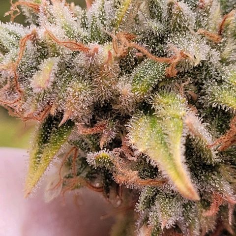 Blueberry Zkittles Auto #1 growlog timeline photo