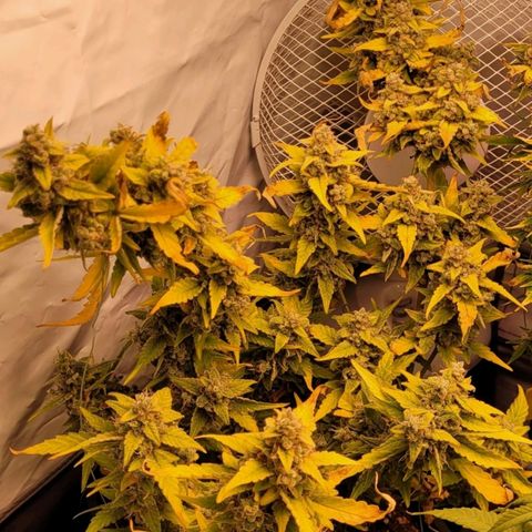 Blueberry Zkittles Auto #1 growlog timeline photo