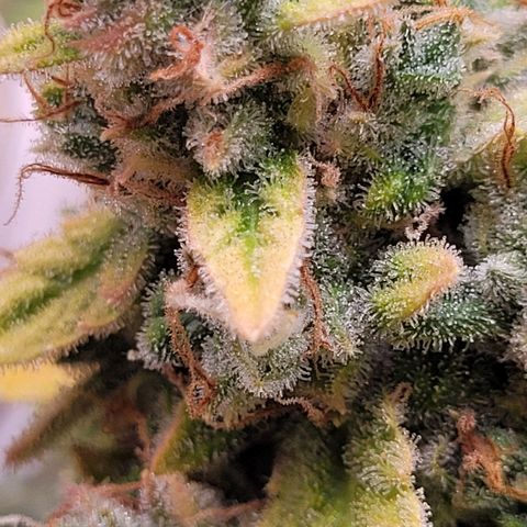 Blueberry Zkittles Auto #1 growlog timeline photo