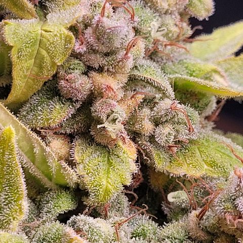 Blueberry Zkittles Auto #1 growlog timeline photo