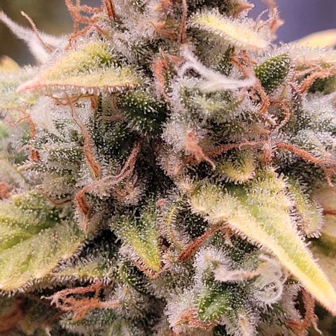 Blueberry Zkittles Auto #1 growlog timeline photo