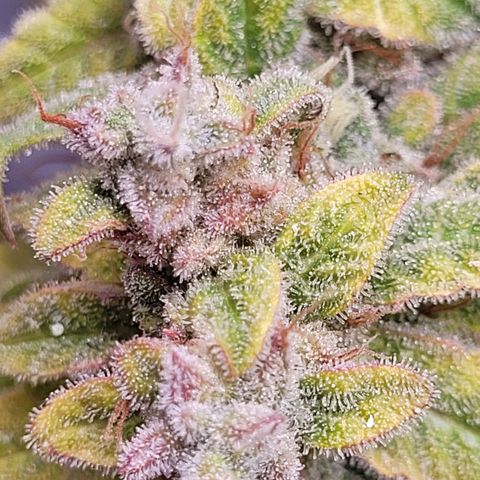 Blueberry Zkittles Auto #1 growlog timeline photo