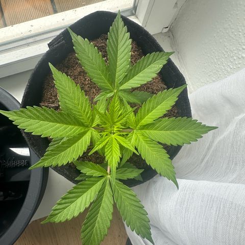 Royal Madre growlog timeline photo
