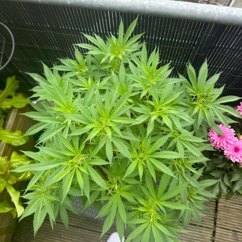 Royal Madre growlog timeline photo