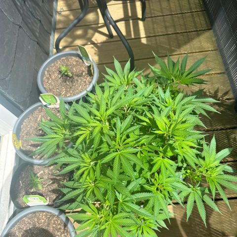 Royal Madre growlog timeline photo