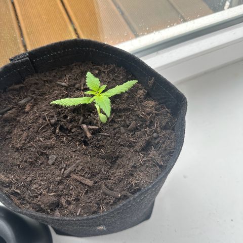 Royal Madre growlog timeline photo