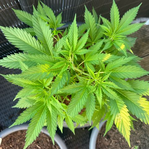 Royal Madre growlog timeline photo