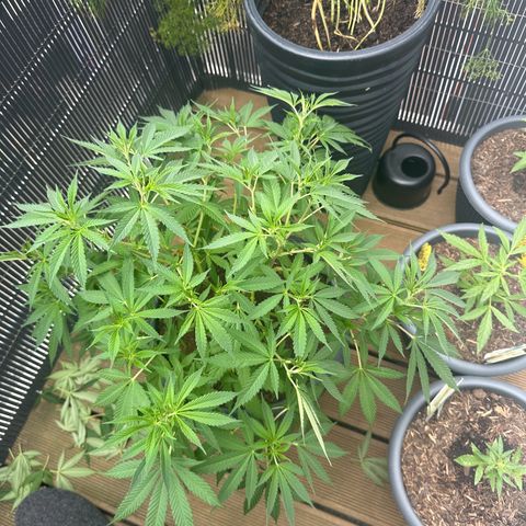 Royal Madre growlog timeline photo
