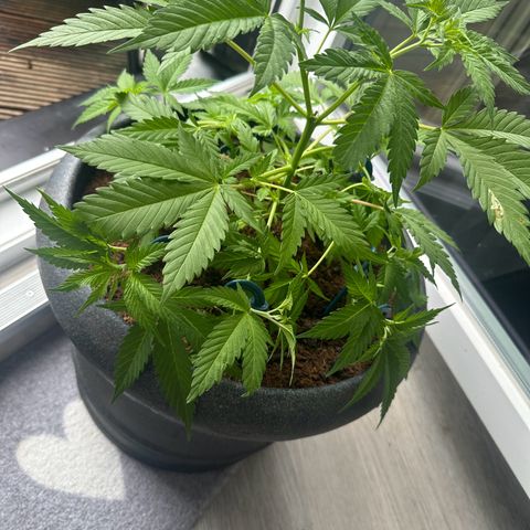 Royal Madre growlog timeline photo