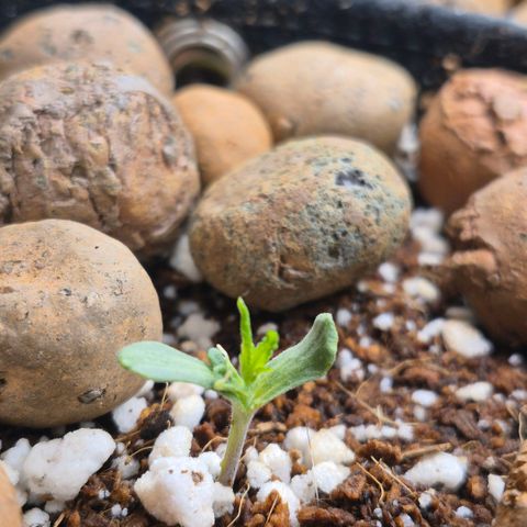Super Skunk growlog timeline photo