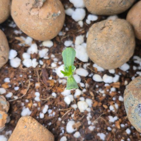 Super Skunk growlog timeline photo