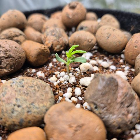 Super Skunk growlog timeline photo