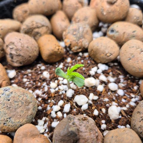 Super Skunk growlog timeline photo