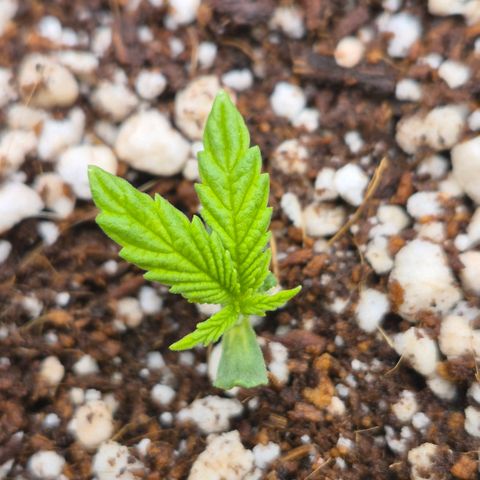 Super Skunk growlog timeline photo