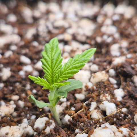Super Skunk growlog timeline photo