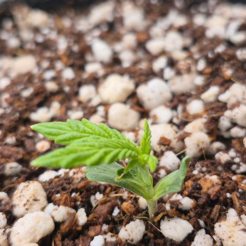 Super Skunk growlog timeline photo