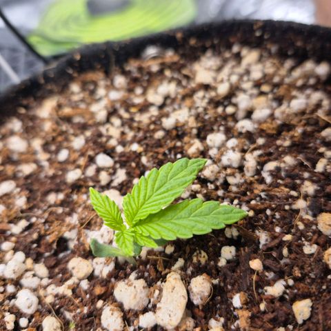 Super Skunk growlog timeline photo