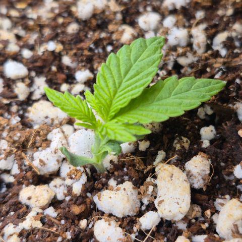 Super Skunk growlog timeline photo
